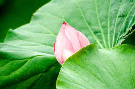 Lotusの写真素材