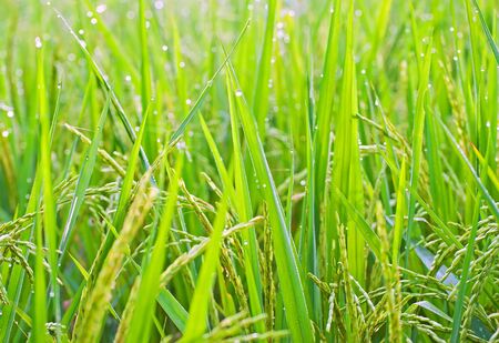 Close up of rice plants shot early morning.の写真素材