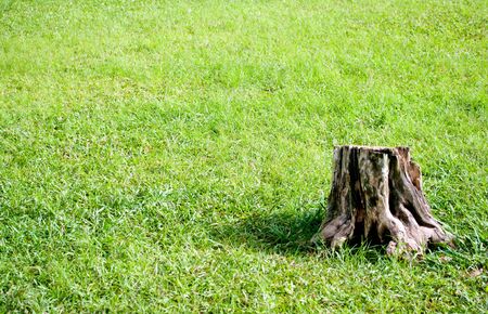 Tree stump on grass field.の写真素材