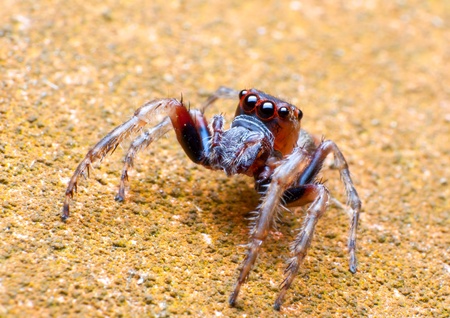 Jumper Spiderの写真素材