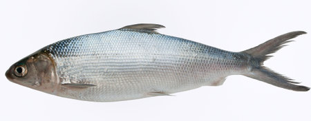 Milkfish isolated 
