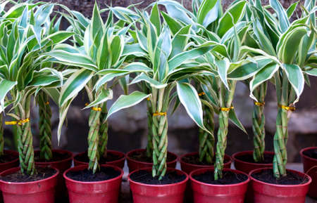 Lucky Bambooの写真素材