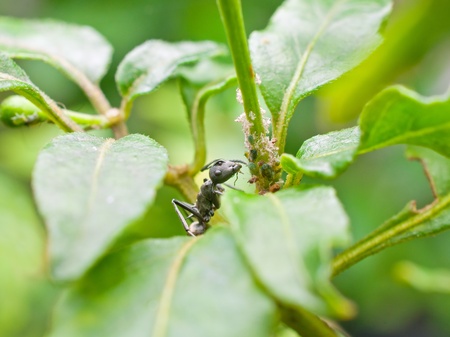 Ant eating aphidsの写真素材