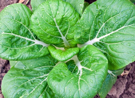 Pak Choi plantの写真素材