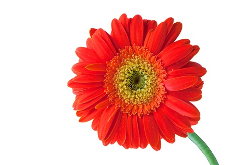orange gerbera isolated on whiteの写真素材