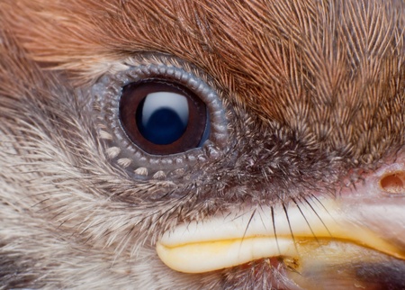 close up of sparrow faceの写真素材