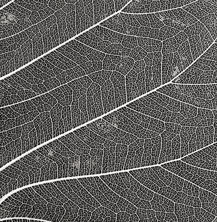 macro of leaf skeletonの写真素材