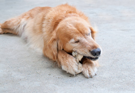 a golden retriever chewing a rawhide boneの写真素材