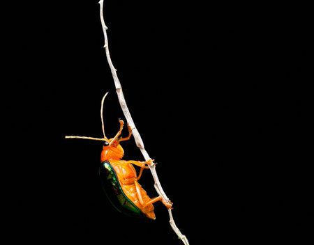 Bombardier beetle crawling on dead twig