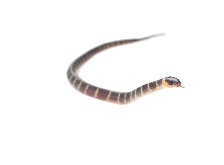 baby snake on crawling on white backgroundの写真素材