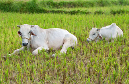 two white cows resting on rice fieldの写真素材