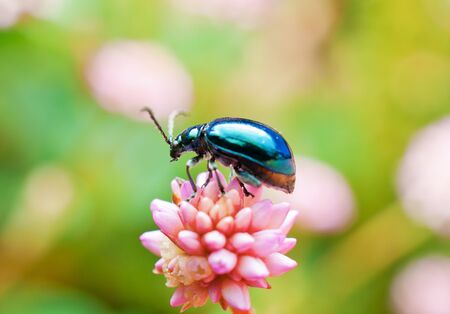 Leaf Beetle (Leptinotarsa haldemani)の写真素材
