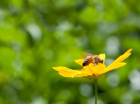 bee on daisy flower collecting nectarの写真素材