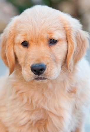 cute golden retriever puppyの写真素材