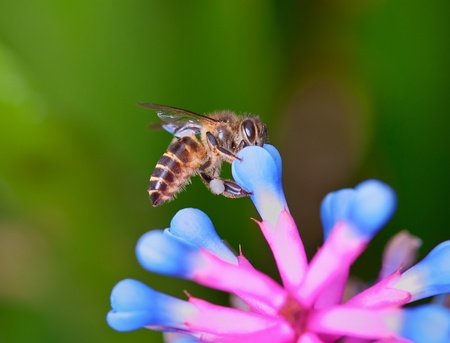 bee on flower collecting nectarの写真素材