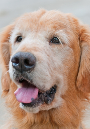Portrait of a Golden Retriever dogの写真素材