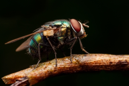 house fly on dead stem over black backroundの写真素材