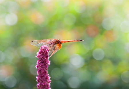 Meadowhawk dragonfly resting on flower stalk の写真素材