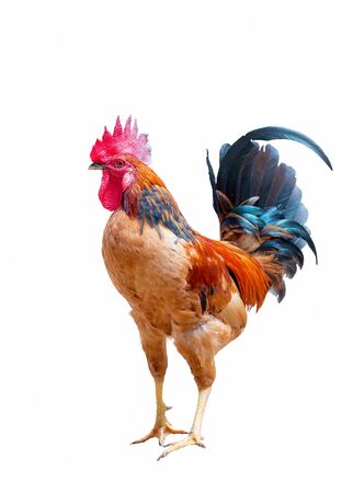 red rooster isolated over white backgroundの写真素材