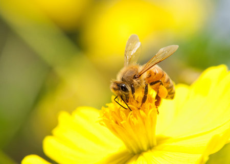 bee collecting nectar on yellow flower