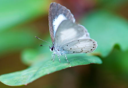 spring azure butterflyの写真素材
