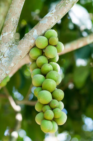 cluster of unripe lanzones lansium domesticum の写真素材