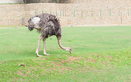 an ostrich grazing on fenced zoo groundの写真素材