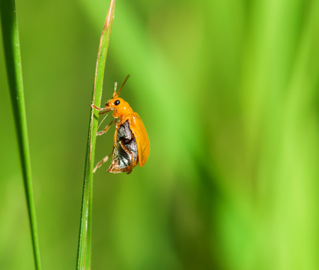 yellow bettle clinging on a leaf の写真素材