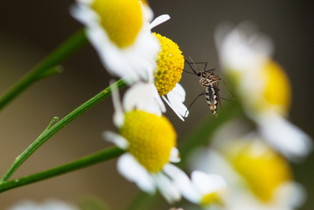 mosquito perched on chrysanthemum flowerの写真素材