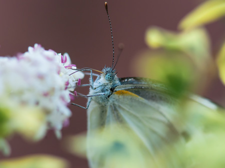 Cabbage White  Pieris rapae  butterfly harvesting pollenの写真素材