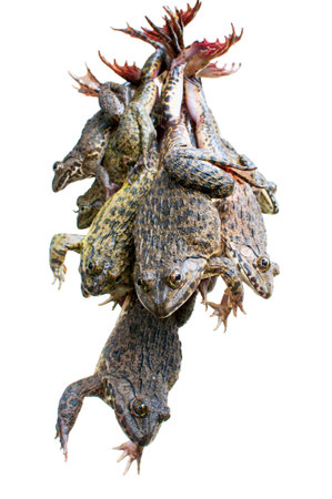 freshly caught frogs hanging ready for consumption isolated on whiteの写真素材