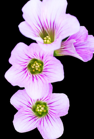 Pink Wood Sorrel  Oxalis debilis var  corymbosa   isolated on black backgroundの写真素材