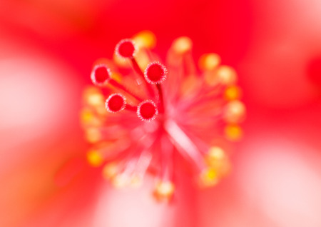 closeup of hibiscus stigmaの写真素材