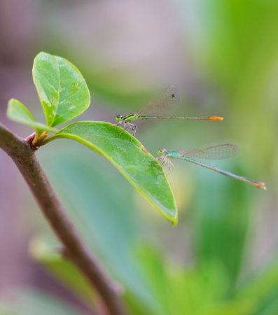 two damselflies of different color resting on a leafの写真素材