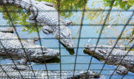 three caged crocodiles sun bathing underthe sunの写真素材