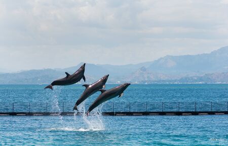 three flying bottle-nose dolphinsの写真素材