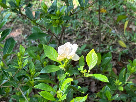 White Gardenia flowers under the sunの写真素材