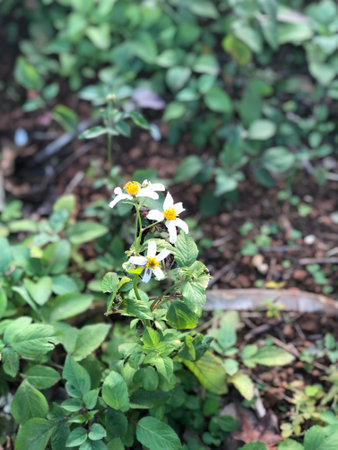 Small white flower with blurred backgroundの写真素材