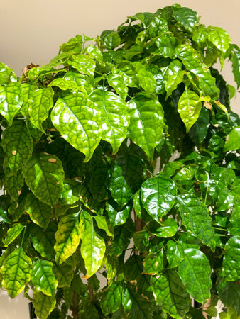 Green leaves decorating the backgroundの写真素材