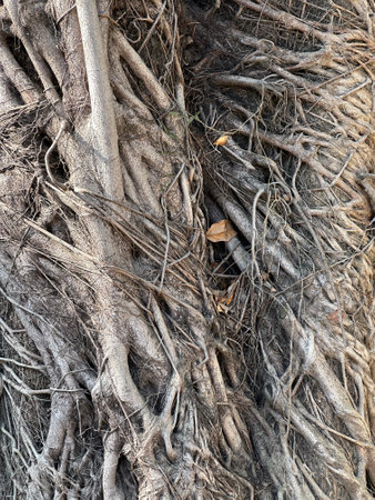 A tree hole with rootsの写真素材