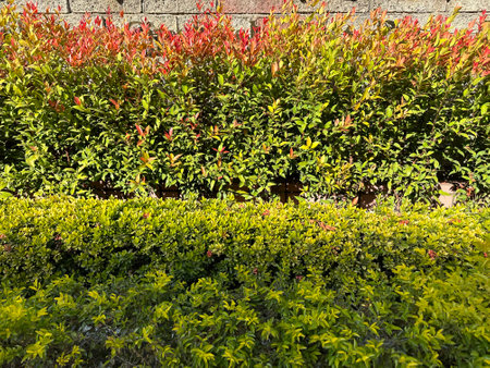 Yellow green bushes under the sunの写真素材