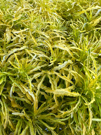 Fresh yellow green lush foliage, Euodia ridleyiの写真素材