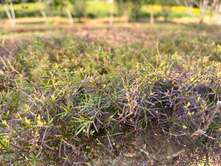 Lots of tree roots around the backgroundの写真素材