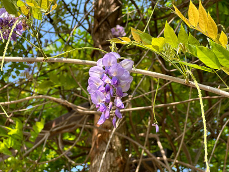 Wisteria flowers under the sunの写真素材