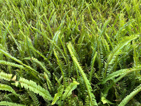 Beautiful Tuberous Sword Fern with blurred backgroundの写真素材