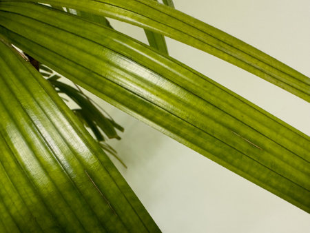 Beautiful green leaf pattern and warm white lightの写真素材