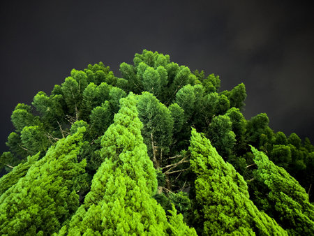Overlooking the tall trees at nightの写真素材