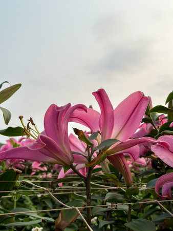 Pink lily flowers under the sunの写真素材