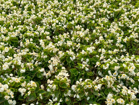 Beautiful white flowers (Begonia) under the sunの写真素材