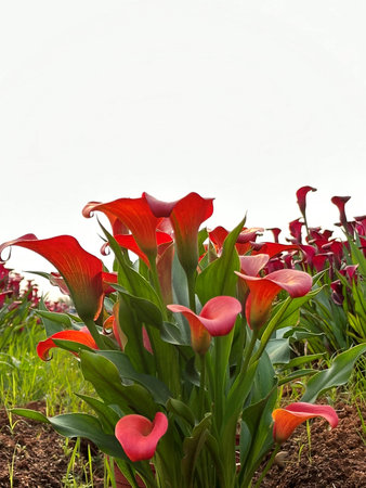 Beautiful red flowers (Zantedeschia) under the sun with clear blue skyの写真素材